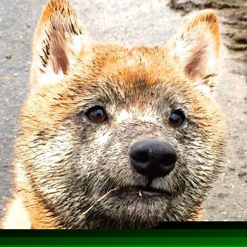 史上最大抢七逆转！猛龙神奇翻盘独行侠，创造NBA新纪录