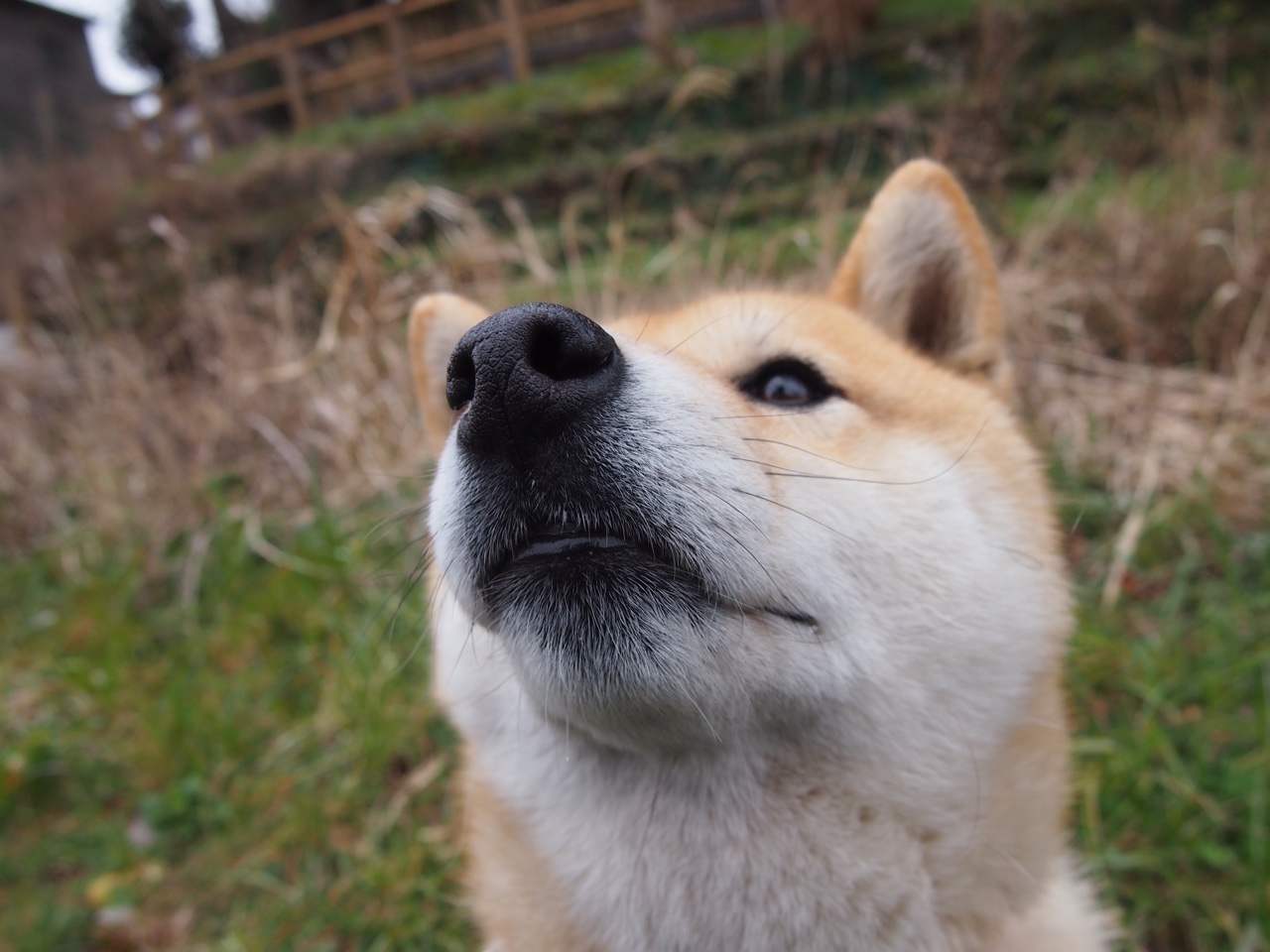 战术降维打击，委内瑞拉如何用南美智慧压制欧洲体系，基米希如何化身全场节拍器