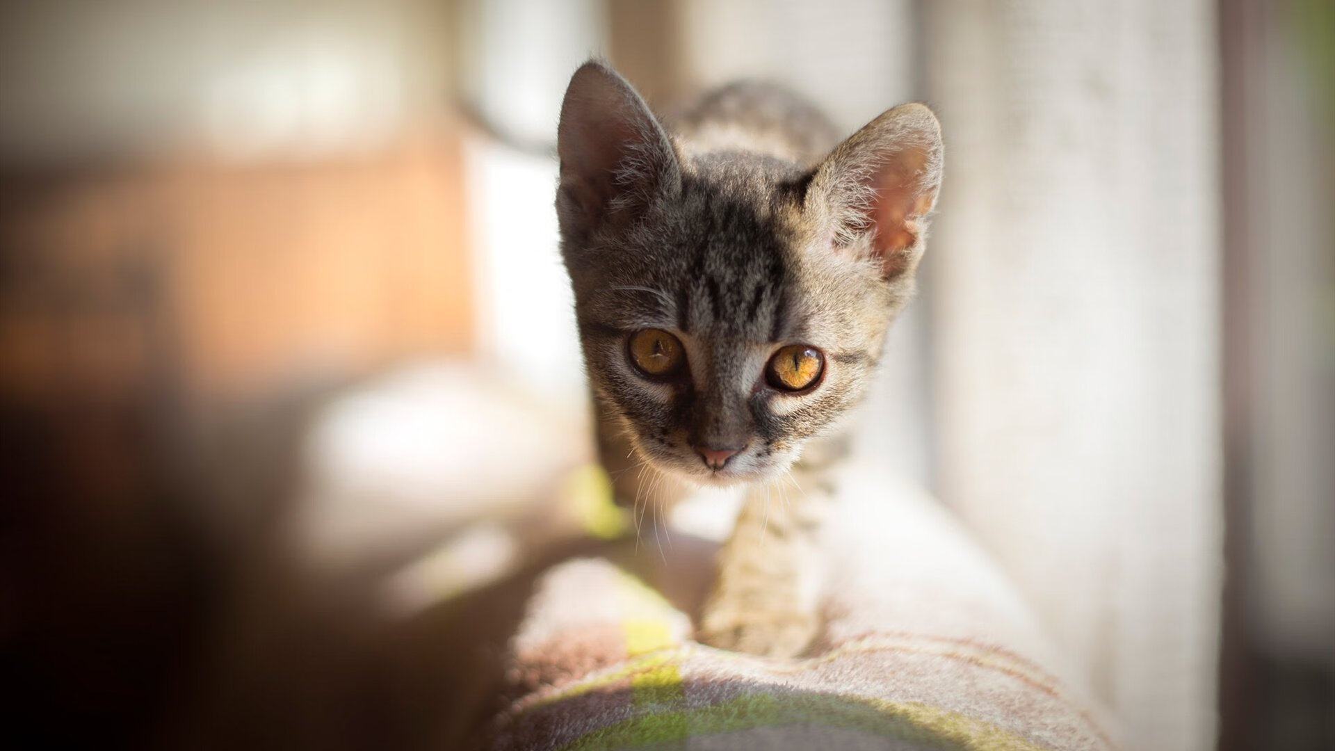 救赎之夜,斯通斯头槌破冰,维京战吼震彻雷克雅未克