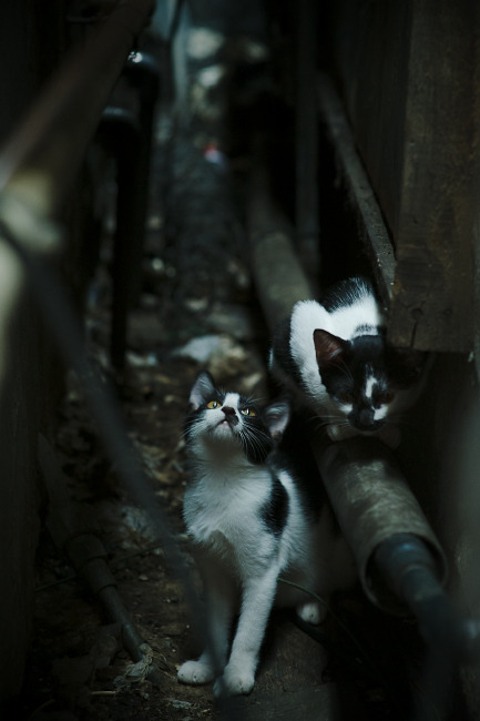 安第斯山脉的叹息，金玟哉一锤定音，玻利维亚的不可能通关之夜