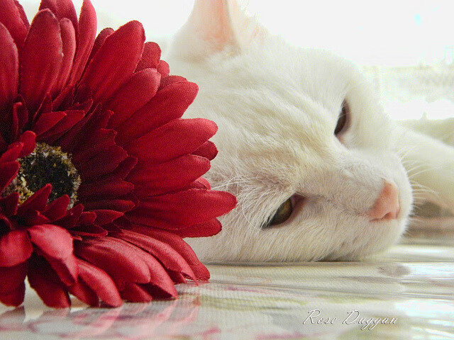 终结高原魔咒！克瓦拉茨赫利亚化身高原新神，巴萨终结玻利维亚世纪魔咒