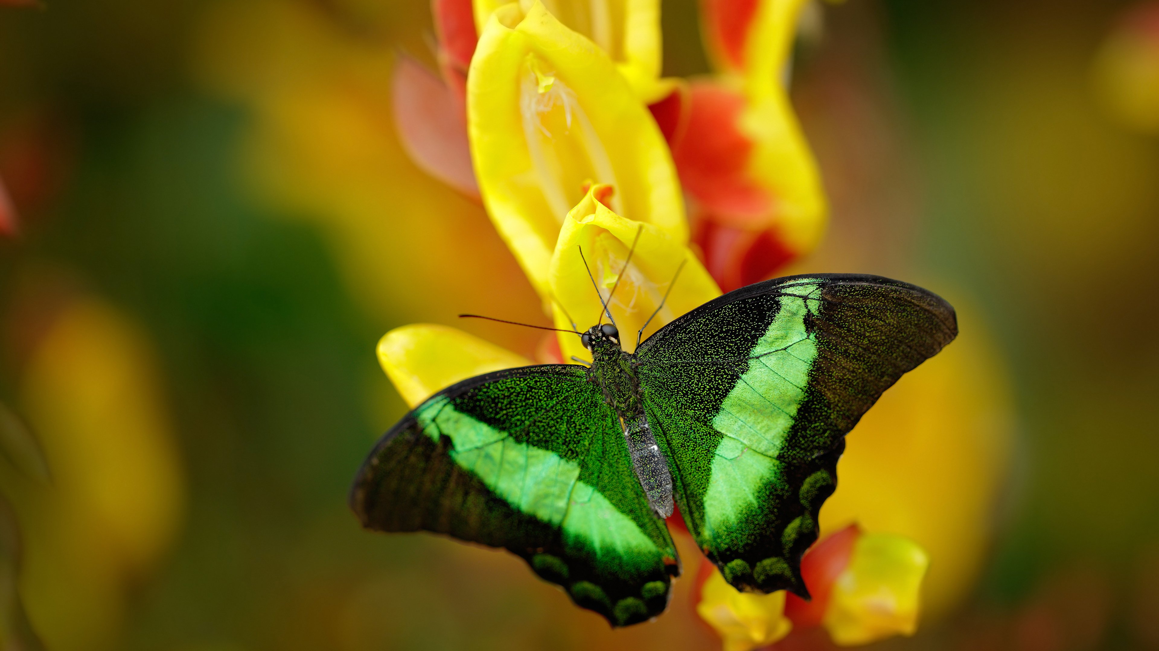 双面神的对决，国家德比与命运翻盘的足球启示录