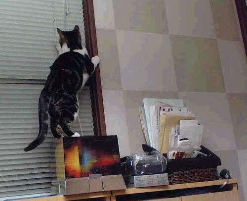 当天赋遇见体系，佩德里的星光与冰岛的极昼