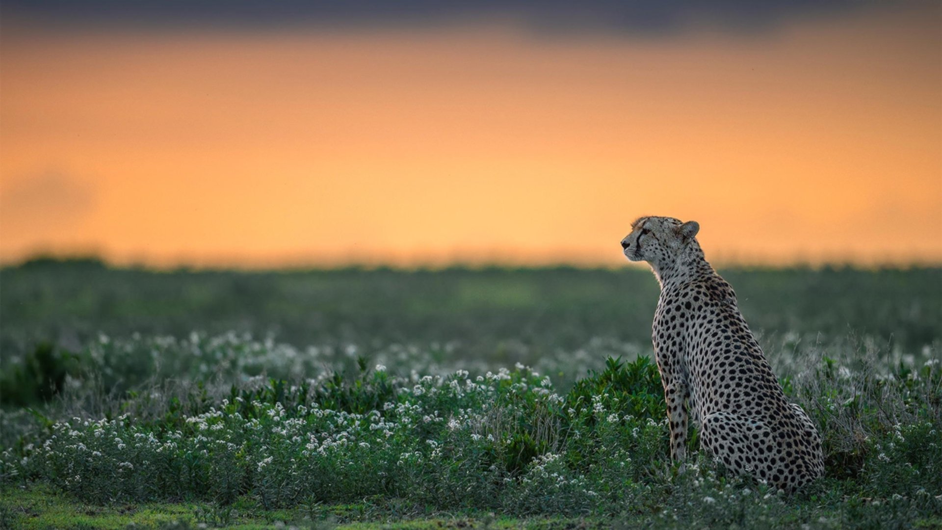 快船险胜尼克斯，洛城新浓眉曼恩成关键胜负手