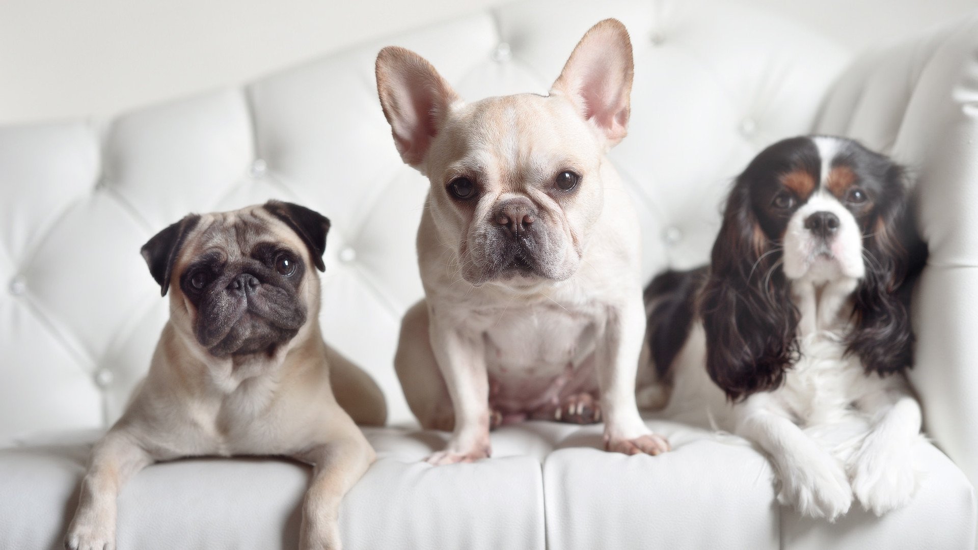 墨西哥利刃刺穿蓝鹰—卡瓦哈尔攻防两端的绝对统治