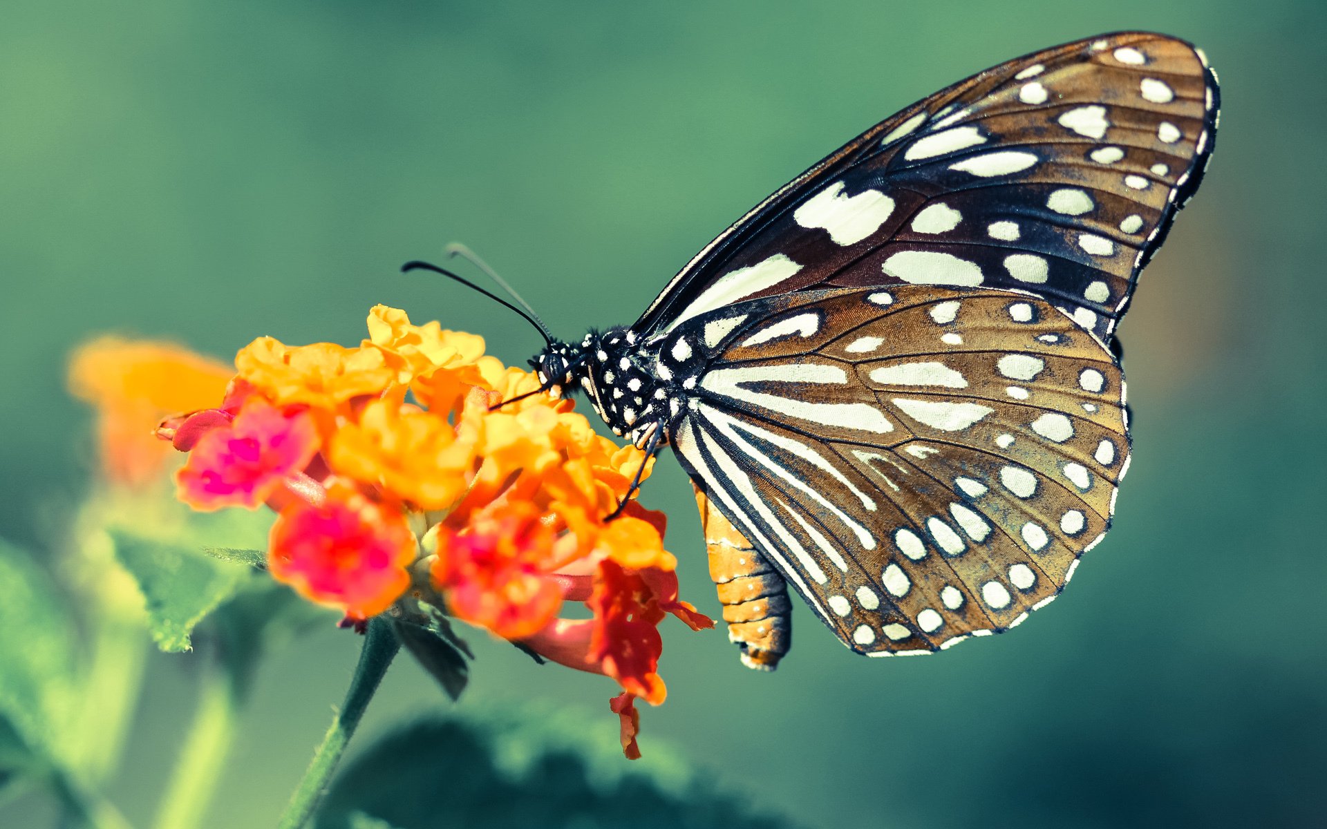 完美驾驶,当厄德高将绿茵场化为F1街道赛道