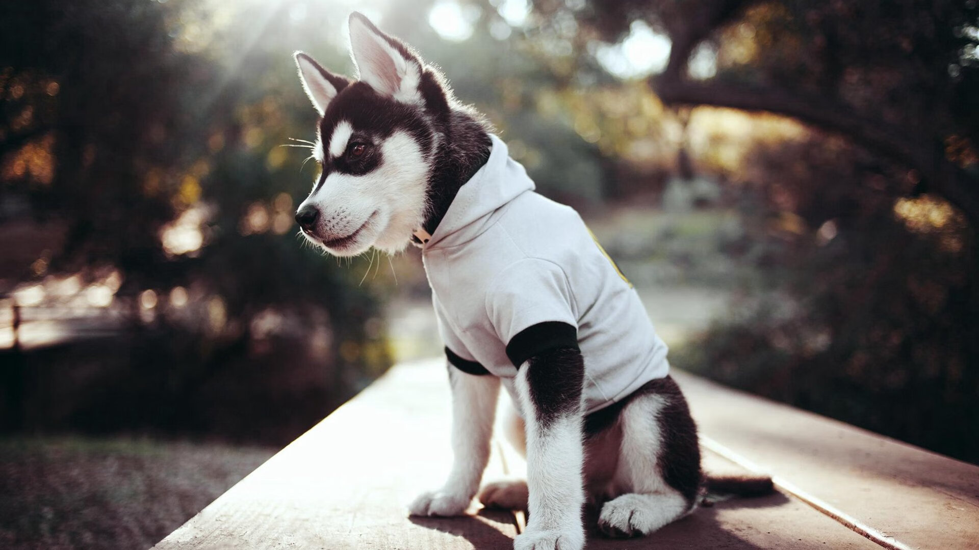 绿茵碰撞篮筐,当美加墨世界杯的马刺战术遭遇丹佛掘金