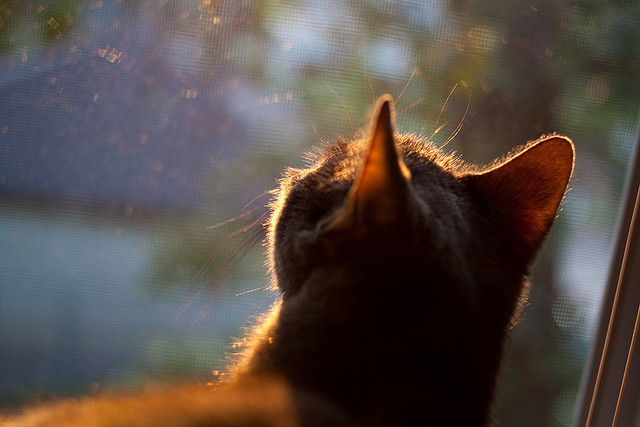唯一性的闪耀，拉什福德如何以压制级表现，将马里之战铸成英格兰的永恒篇章