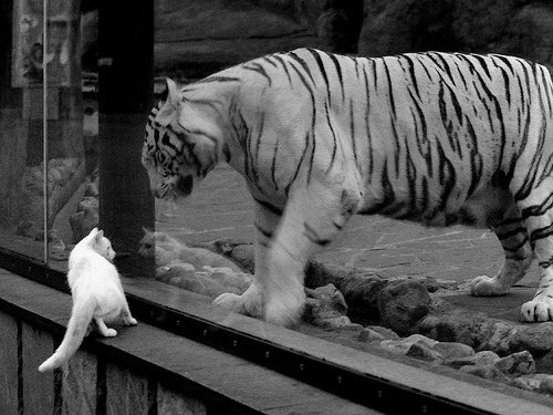 锡安惊艳四座,广东队轻取开拓者,一场跨界篮球盛宴