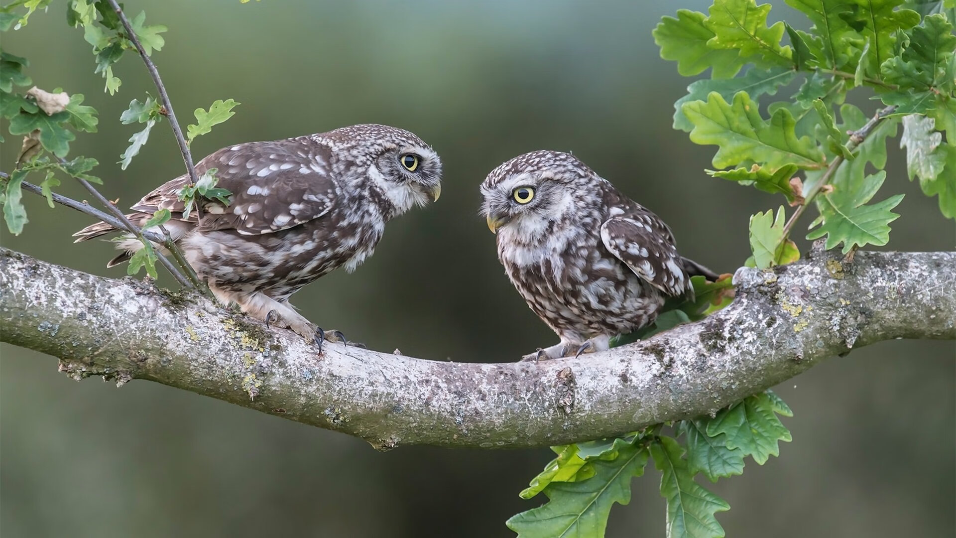 迦太基的逆袭,斯通斯雷霆一击,突尼斯如何正面粉碎高卢军团