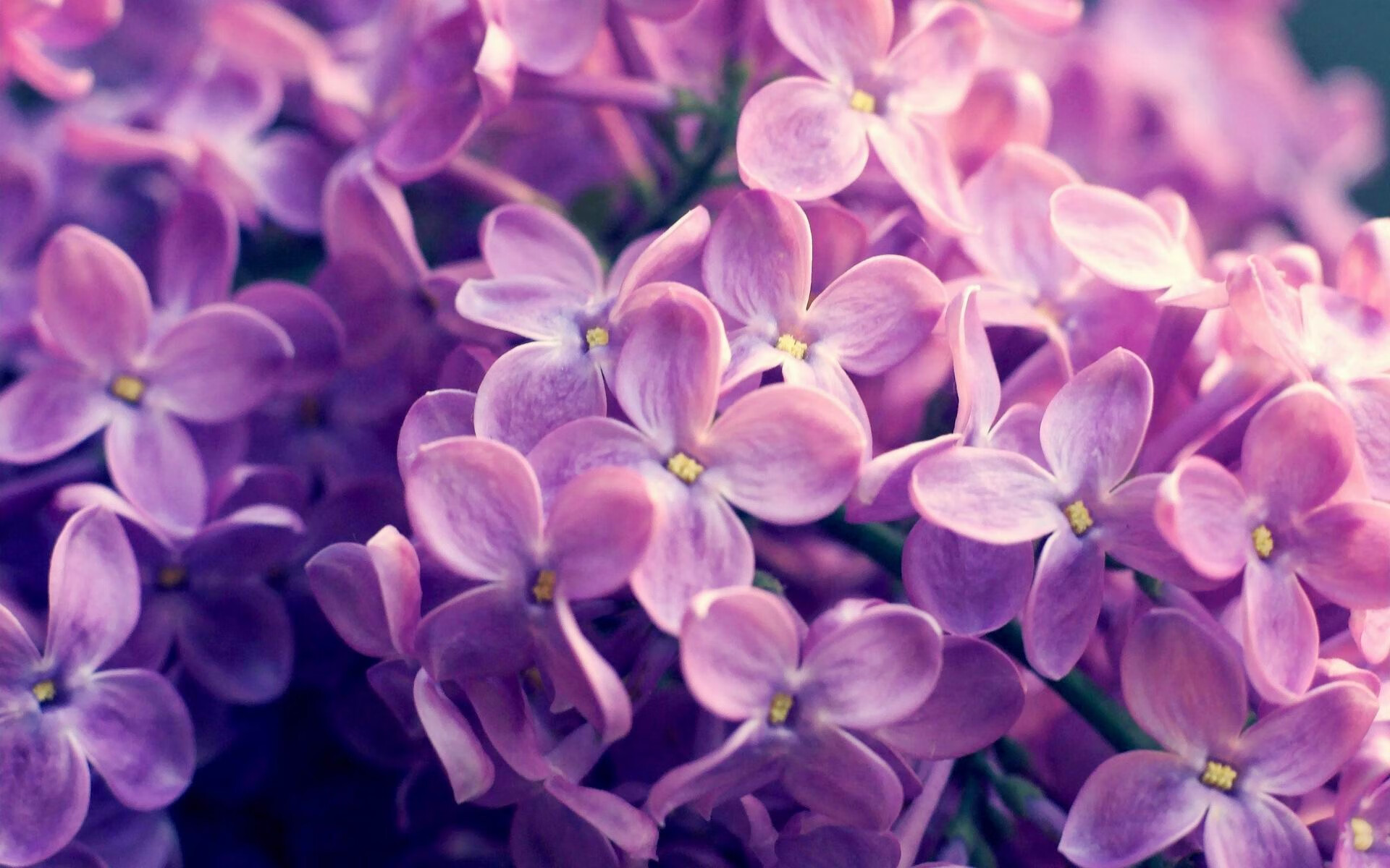 年度焦点之战之夜,利拉德压力下镌刻永恒的爆发瞬间