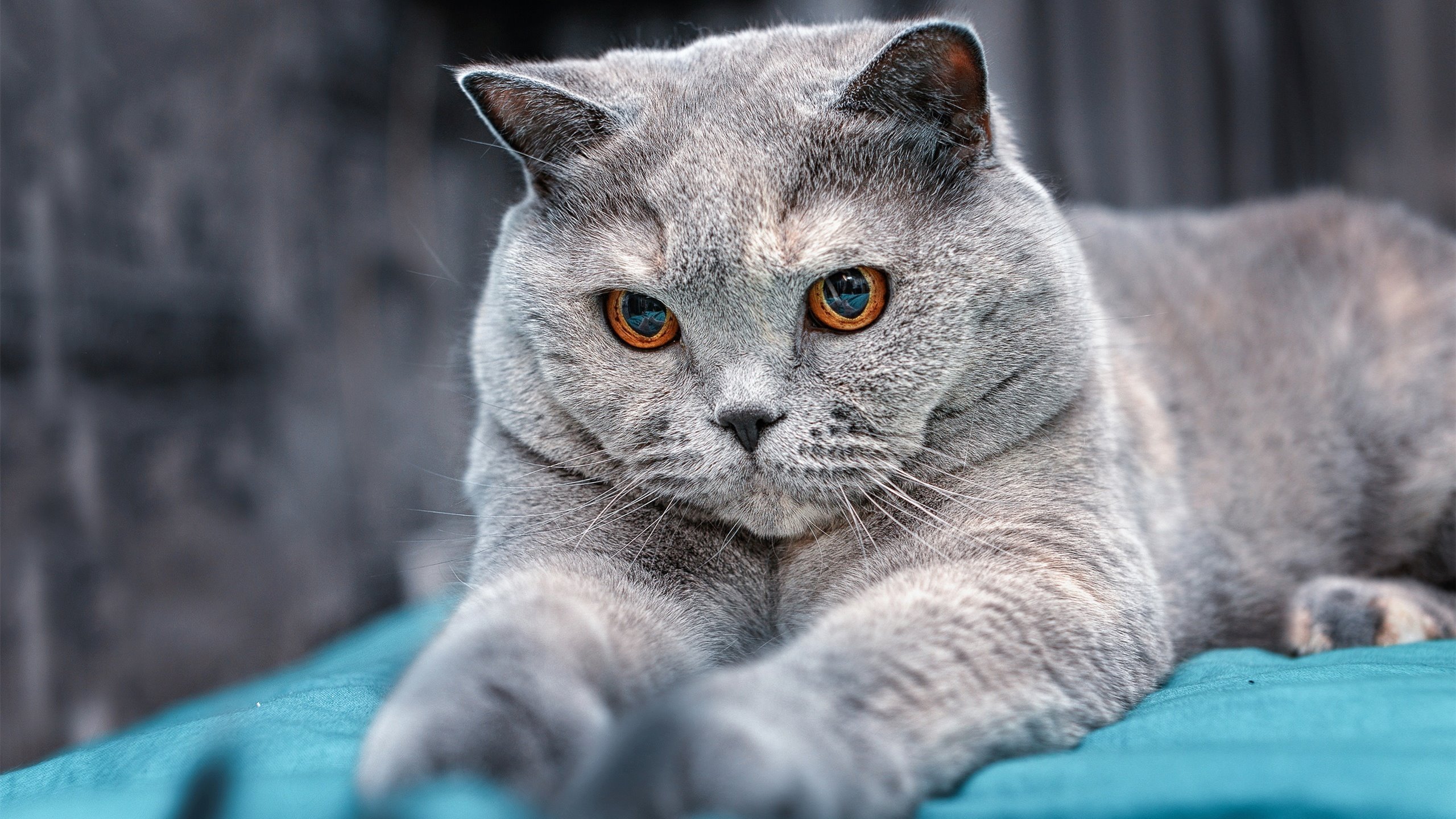 一位新王的加冕夜,奥斯梅恩如何撕裂旧秩序的黄昏