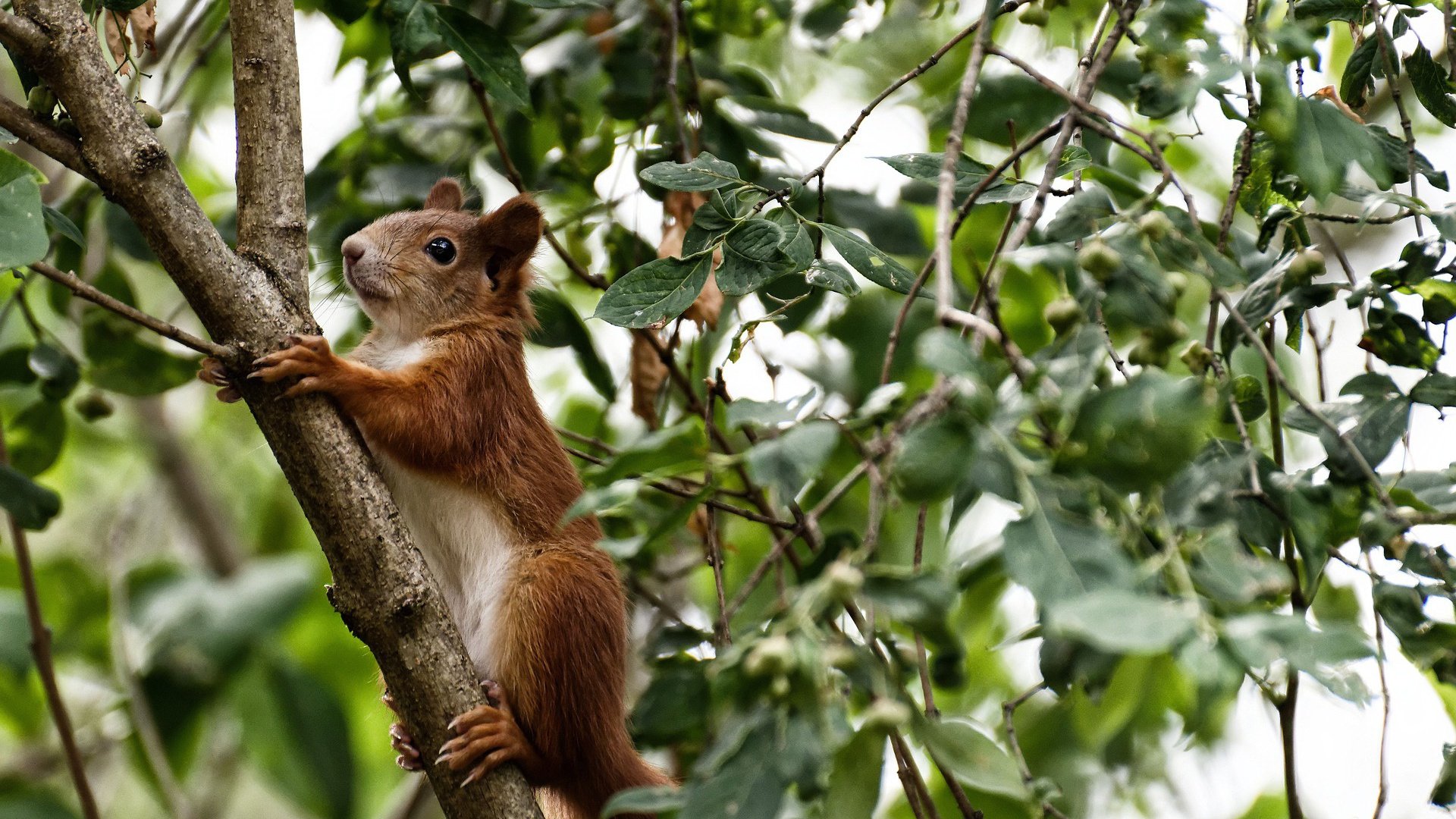 战术棋局,广厦如何以体系压制雷霆,锁定东决关键胜利