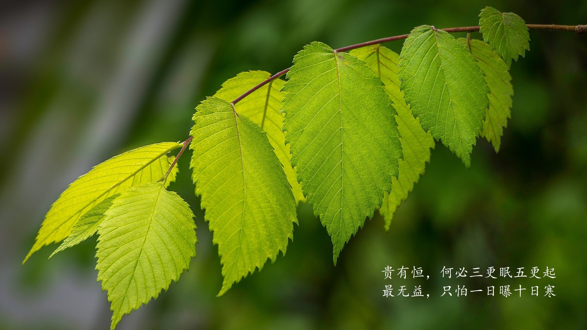 唯一的德容,当非洲雄鹰在风暴中起舞